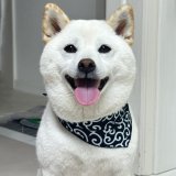 唐草模様の意味って知ってる？？