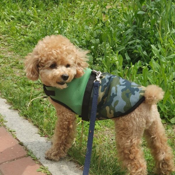 画像3: 犬服 クール 胴輪 セール  夏 S M L XL 小型 犬 中型 犬 メッシュ 保冷剤 ベスト ハーネス 熱中症対策 doggystar ドッギースター 即日出荷出来ます (3)