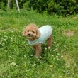 画像2: 犬服 クール 胴輪  夏 S M L XL 小型 犬 中型 犬 メッシュ 保冷剤 ベスト ハーネス 熱中症対策 即日出荷出来ます (2)