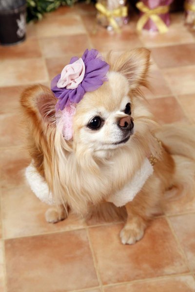 画像1: 犬の アクセアリー  S  M  L 小型 犬 中型 犬 犬用 猫用シフォン 大花 ヘアバンド