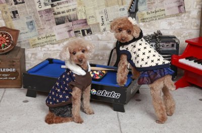 画像1: 犬服 デニム スカート セール  S M L XL 小型犬 中型犬 春夏秋冬 ペイズリー 即日出荷出来ます