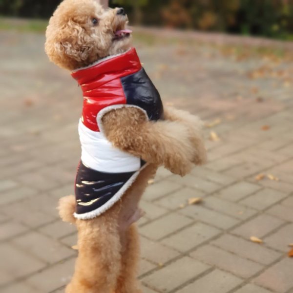 画像13: 犬服 セール ダウン ベスト S M L XL 小型犬 中型犬 秋 冬 ジャンパー コート 軽量 保温 doggystar ドッギースター  即日発送致します (13)