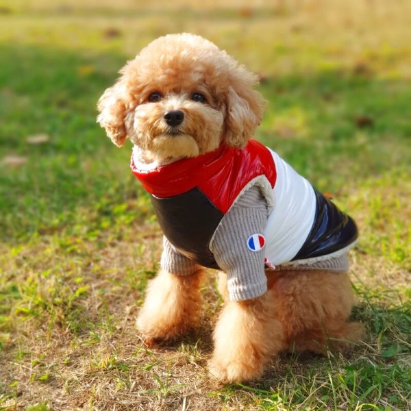 画像11: 犬服 セール ダウン ベスト S M L XL 小型犬 中型犬 秋 冬 ジャンパー コート 軽量 保温 doggystar ドッギースター  即日発送致します (11)