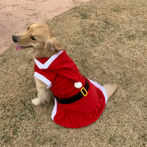 画像1: 大型 犬 服 ワンピース 4XL 中型犬 大型犬 冬 クリスマス サンタ 袖なし 軽量 フリース パーカー (1)