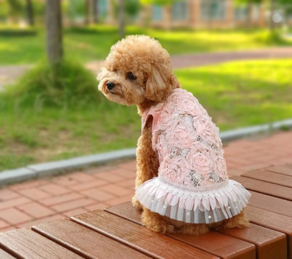 画像1: 犬服 可愛い フリフリ ワンピース XS S M L XL 小型犬 中型犬 春夏秋冬 真珠  (1)