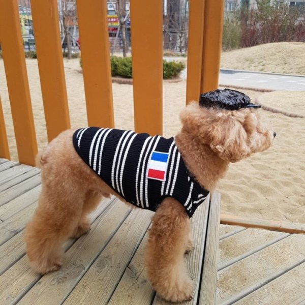 画像8: 犬服 おしゃれ ノースリーブ S M L XL 小型犬 中型犬 春夏秋冬 ボーダー Vネック Tシャツ doggystar ドッギースター  即日出荷出来ます (8)