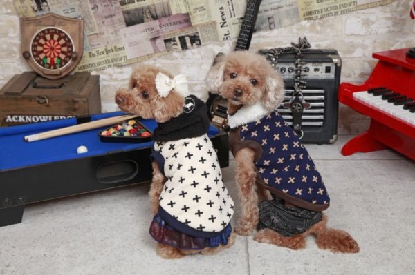 画像6: 犬服 デニム スカート S M L XL 小型犬 中型犬 春夏秋冬 ペイズリー doggystar ドッギースター 即日出荷出来ます (6)