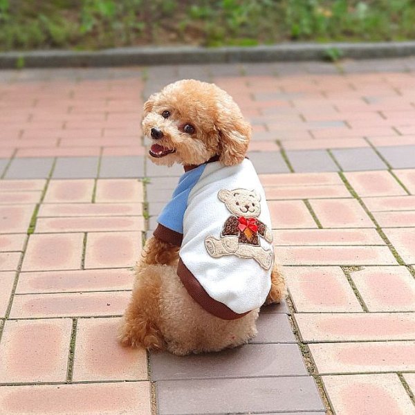 画像4: 犬服 くま Tシャツ S M L XL 小型犬 中型犬  秋 冬フリース 軽量 保温 トレーナー doggystar ドッギースター  即日出荷出来ます (4)