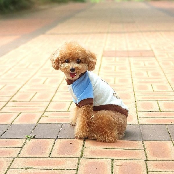 画像5: 犬服 くま Tシャツ S M L XL 小型犬 中型犬  秋 冬フリース 軽量 保温 トレーナー doggystar ドッギースター  即日出荷出来ます (5)