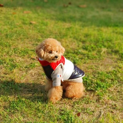 画像1: 犬服 ダウン ベスト S M L XL 小型犬 中型犬 秋 冬 ジャンパー コート 軽量 保温 即日発送致します