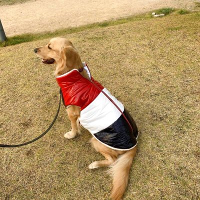 画像2: 犬服 ダウン ベスト S M L XL 小型犬 中型犬 秋 冬 ジャンパー コート 軽量 保温 即日発送致します