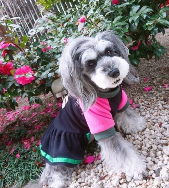 画像6: 犬服 くま 可愛い ワンピース S M L XL 小型犬 中型犬 秋冬 doggystar ドッギースター 即日出荷出来ます (6)