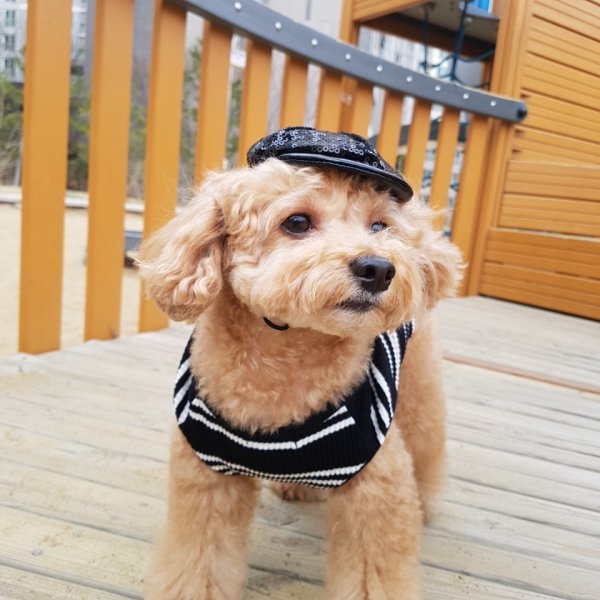 画像9: 犬服 おしゃれ ノースリーブ S M L XL 小型犬 中型犬 春夏秋冬 ボーダー Vネック Tシャツ doggystar ドッギースター  即日出荷出来ます (9)