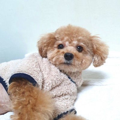 画像3: 犬服  背中開き ファスナー 長袖 もこもこ フリース S M L XL 小型犬 中型犬 秋 冬  即日出荷出来ます