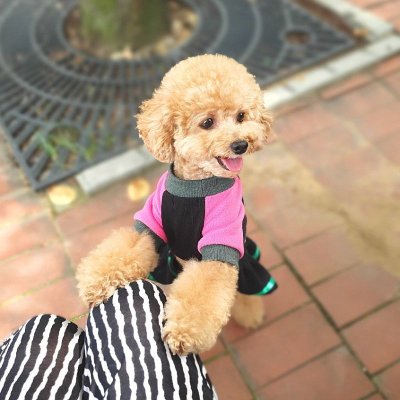 画像2: 犬服 くま 可愛い ワンピース S M L XL 小型犬 中型犬 秋冬  即日出荷出来ます