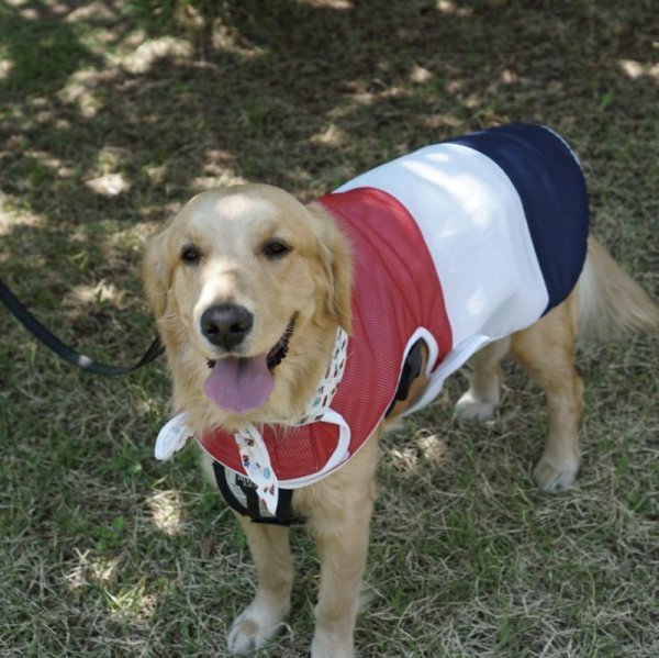 画像12: 大型 犬 服 4XL セール 中型犬 大型犬 夏 クール ベスト ひんやり服 メッシュ 保冷剤 (別購入）熱中症対策 doggystar ドッギースター 即日 出荷出来ます (12)