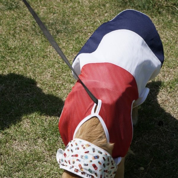 画像10: 大型 犬 服 4XL セール 中型犬 大型犬 夏 クール ベスト ひんやり服 メッシュ 保冷剤 (別購入）熱中症対策 doggystar ドッギースター 即日 出荷出来ます (10)