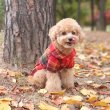 画像8: 犬服 かわいい S M L XL 小型犬 中型犬 秋冬 前開き 長袖 チェック ワンピース (8)