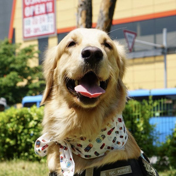 画像6: 大型 犬 ひんやり  スカーフ 2XL 中型犬 大型犬 クール 保冷剤 熱中症対策 doggystar ドッギースター 即日 出荷出来ます (6)