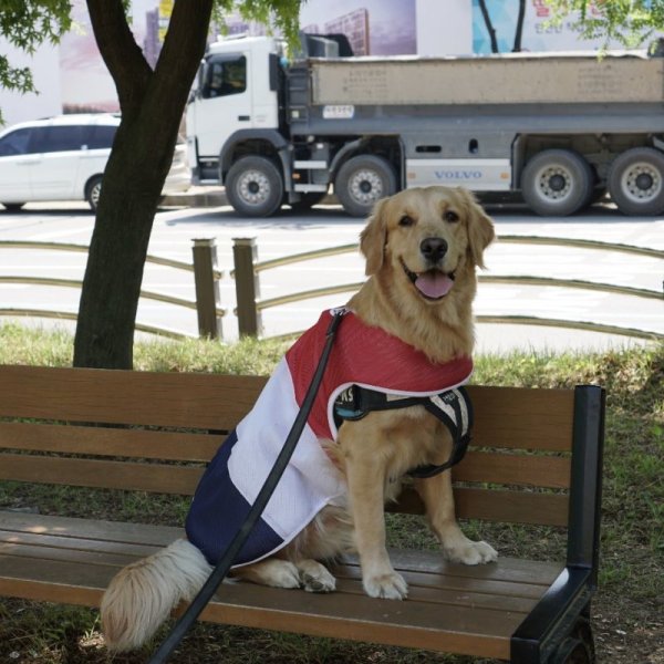 画像11: 大型 犬 服 4XL セール 中型犬 大型犬 夏 クール ベスト ひんやり服 メッシュ 保冷剤 (別購入）熱中症対策 doggystar ドッギースター 即日 出荷出来ます (11)