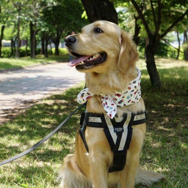 画像8: 大型 犬 ひんやり  スカーフ 2XL 中型犬 大型犬 クール 保冷剤 熱中症対策 doggystar ドッギースター 即日 出荷出来ます (8)