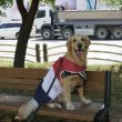 画像11: 大型 犬服 2XL 中型犬 大型犬 ひんやり 服  夏 メッシュ 保冷剤 クール ベスト doggystar ドッギースター 即日 出荷出来ます (11)