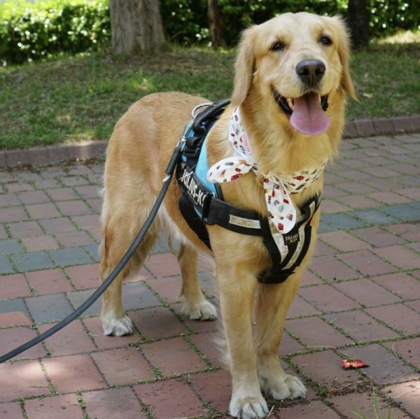 画像8: 大型 犬 ひんやり 3XL 中型犬 大型犬 夏 冷却 クール スカーフ 保冷剤 熱中症対策 doggystar ドッギースター 即日出荷来ます (8)