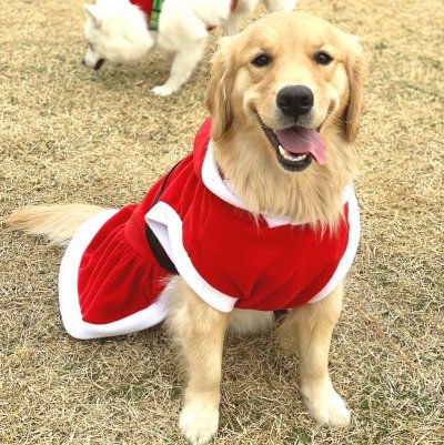 画像3: 大型 犬服 Tシャツ 3XL 中型犬 大型犬 冬 クリスマス サンタ 袖なし 軽量 フリース パーカー 