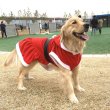 画像7: 大型 犬 服 ワンピース 4XL 中型犬 大型犬 冬 クリスマス サンタ 袖なし 軽量 フリース パーカー (7)