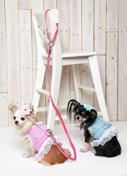 画像13: 犬の ハーネス リード付き セール おしゃれ 胴輪 S M L XL 小型 犬 中型 犬スター フリル doggystar ドッギースター 即日出荷出来ます  (13)