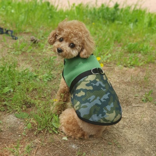 画像10: 犬服 クール 胴輪 セール  夏 S M L XL 小型 犬 中型 犬 メッシュ 保冷剤 ベスト ハーネス 熱中症対策 doggystar ドッギースター 即日出荷出来ます (10)