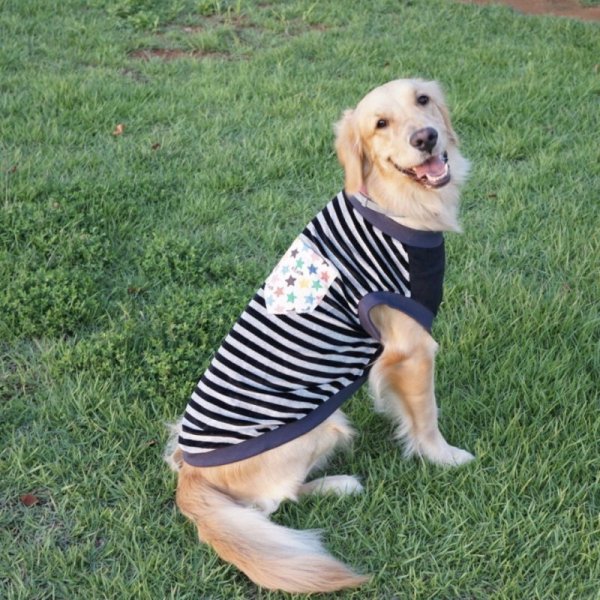 画像1: 大型 犬 服 Tシャツ アウトレット 2XL 大型犬 秋 冬 セール品 ベロア ストライプ (1)