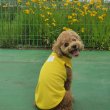 画像16: 犬服 接触 冷感 Tシャツ 無地 S M L XL 小型犬 中型犬 ひんやり クール タンクトップ 熱中症対策 即日出荷出来ます (16)