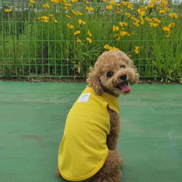 画像16: 犬服 大型犬服 接触 冷感 Tシャツ 無地 S M L XL 2XL 3XL 4XL 5XL 6XL 小型犬 中型犬  大型犬ひんやり クール タンクトップ スカーフ付き 熱中症対策 doggystar ドッギースター  即日発送出来ます (16)