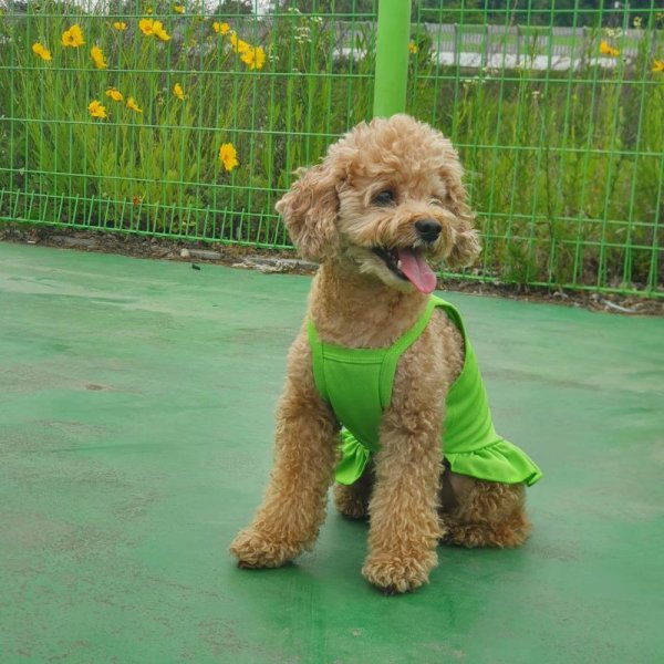 画像14: 犬服  夏 XS S M L XL 小型犬 中型犬 接触 冷感 ひんやり クール ワンピース doggystar ドッギースター  即日出荷出来ます (14)