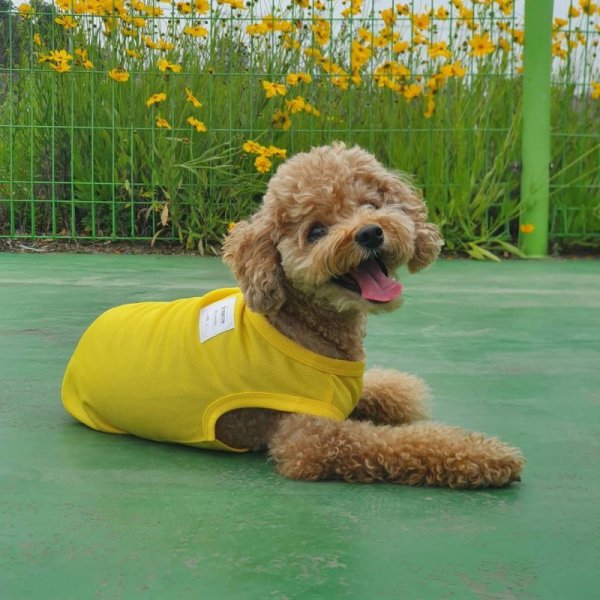 画像17: 犬服 大型犬服 接触 冷感 Tシャツ 無地 S M L XL 2XL 3XL 4XL 5XL 6XL 小型犬 中型犬  大型犬ひんやり クール タンクトップ スカーフ付き 熱中症対策 doggystar ドッギースター  即日発送出来ます (17)