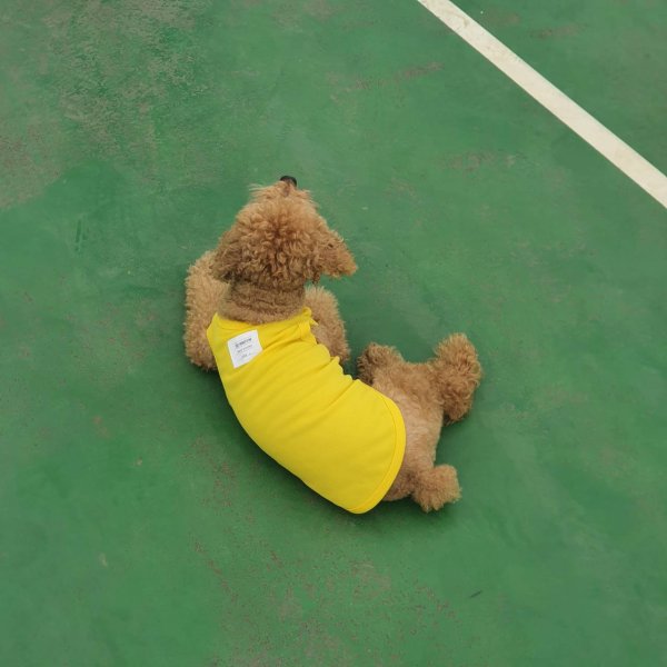 画像18: 犬服 大型犬服 接触 冷感 Tシャツ 無地 S M L XL 2XL 3XL 4XL 5XL 6XL 小型犬 中型犬  大型犬ひんやり クール タンクトップ スカーフ付き 熱中症対策 doggystar ドッギースター  即日発送出来ます (18)