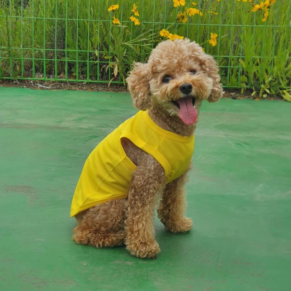 画像19: 犬服 大型犬服 接触 冷感 Tシャツ 無地 S M L XL 2XL 3XL 4XL 5XL 6XL 小型犬 中型犬  大型犬ひんやり クール タンクトップ スカーフ付き 熱中症対策 doggystar ドッギースター  即日発送出来ます (19)