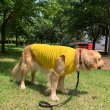 画像17: 大型 犬 服 4XL 中型犬 大型犬 夏 クール ベスト 接触 冷感 熱中症対策 即日 出荷できます (17)