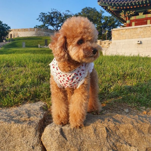 画像12: 犬服 フリフリ 可愛い レース いちご タンクトップ S M L XL 小型犬 中型犬 春夏秋冬 doggystar ドッギースター  即日出荷できます (12)