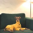 画像22: イタグレ服 S M L XL 2XL 3XL リブ地ロンパース つなぎ 小型犬 中型犬 大型犬 春 夏 秋 冬 doggystar ドッギースター 即日出荷出来ます (22)