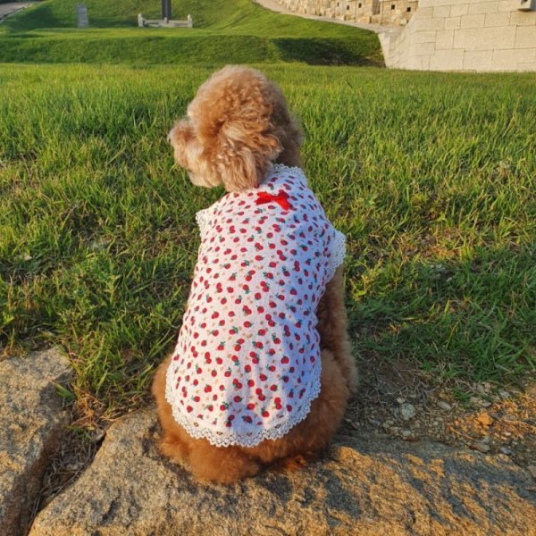 画像13: 犬服 フリフリ 可愛い レース いちご タンクトップ S M L XL 小型犬 中型犬 春夏秋冬 doggystar ドッギースター  即日出荷できます (13)