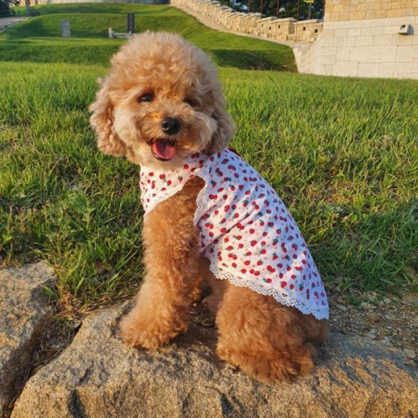 画像1: 犬服 フリフリ 可愛い レース いちご タンクトップ S M L XL 小型犬 中型犬 春夏秋冬 即日出荷できます (1)