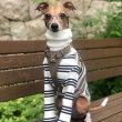 画像1: イタグレ服 S M L XL 小型犬 中型犬 春夏秋冬 ハイネック ストライプ 長袖Tシャツ 即日出荷出来ます (1)