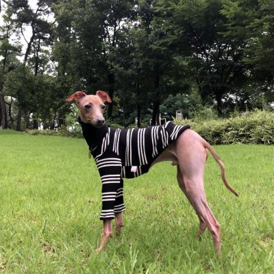 画像2: イタグレ服 S M L XL 2XL 3XL ハイネック ストライプ 長袖Tシャツ 小型犬 中型犬 大型犬 春 夏 秋 冬 doggystar ドッギースター 即日出荷出来ます