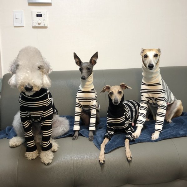 画像25: イタグレ服 S M L XL 2XL 3XL ハイネック ストライプ 長袖Tシャツ 小型犬 中型犬 大型犬 春 夏 秋 冬 doggystar ドッギースター 即日出荷出来ます (25)