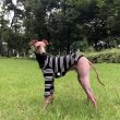 画像26: イタグレ服 S M L XL 小型犬 中型犬 春夏秋冬 ハイネック ストライプ 長袖Tシャツ 即日出荷出来ます (26)