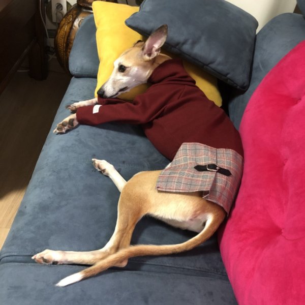 画像13: ベドリントンテリア服  2XL セール  doggystar ドッギースター イタグレ服 長袖 ハイネック チェック ワンピース 即日出荷出来ます (13)