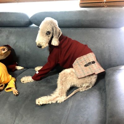 画像1: ベドリントンテリア服  2XL セール  doggystar ドッギースター イタグレ服 長袖 ハイネック チェック ワンピース 即日出荷出来ます