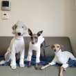 画像15: イタグレ服 S M L XL 小型犬 中型犬 春夏秋冬 doggystar パジャマ Tシャツ 即日出荷出来ます (15)